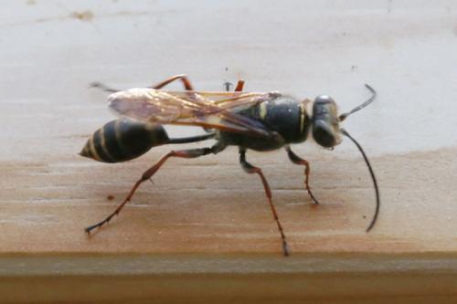 Réf. 258 454 : Sceliphron curvatum